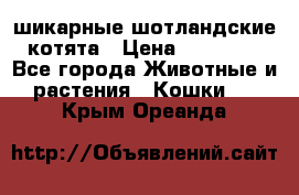 шикарные шотландские котята › Цена ­ 15 000 - Все города Животные и растения » Кошки   . Крым,Ореанда